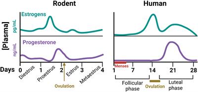 Sex differences in thermoregulation in mammals: Implications for energy homeostasis